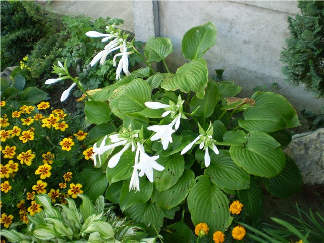 hosta